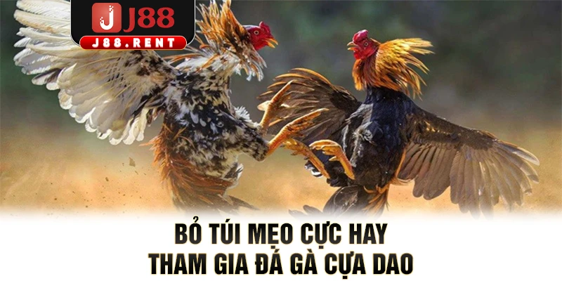 Bỏ túi mẹo cực hay tham gia đá gà cựa dao