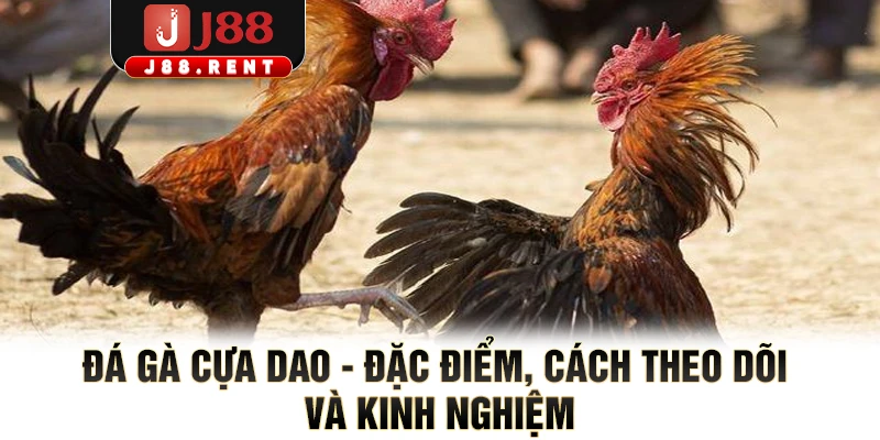 Đá Gà Cựa Dao - Đặc Điểm, Cách Theo Dõi Và Kinh Nghiệm