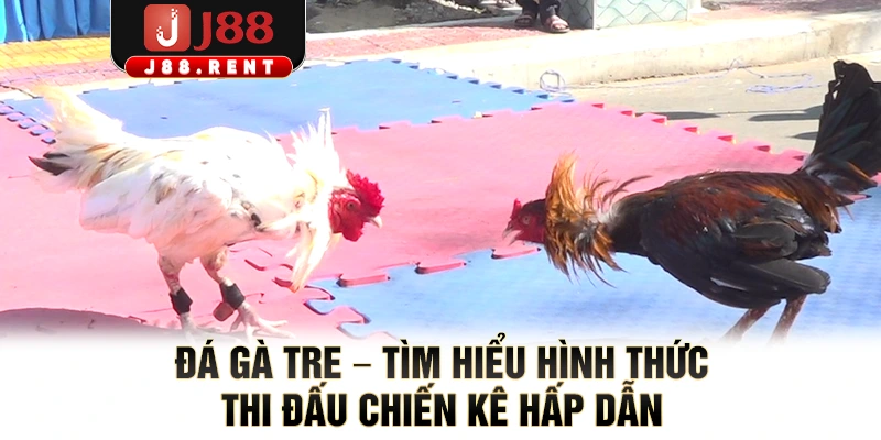 Đá Gà Tre – Tìm Hiểu Hình Thức Thi Đấu Chiến Kê Hấp Dẫn